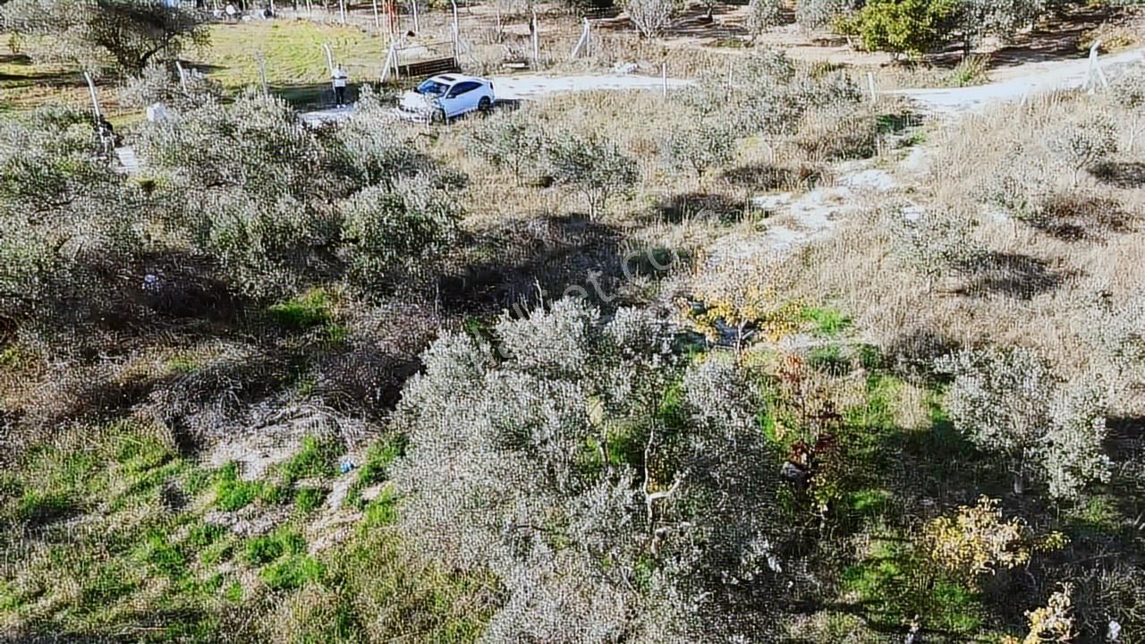 Kadastral Yola Cephe Müstakil Zeytinlik! - Görsel 10