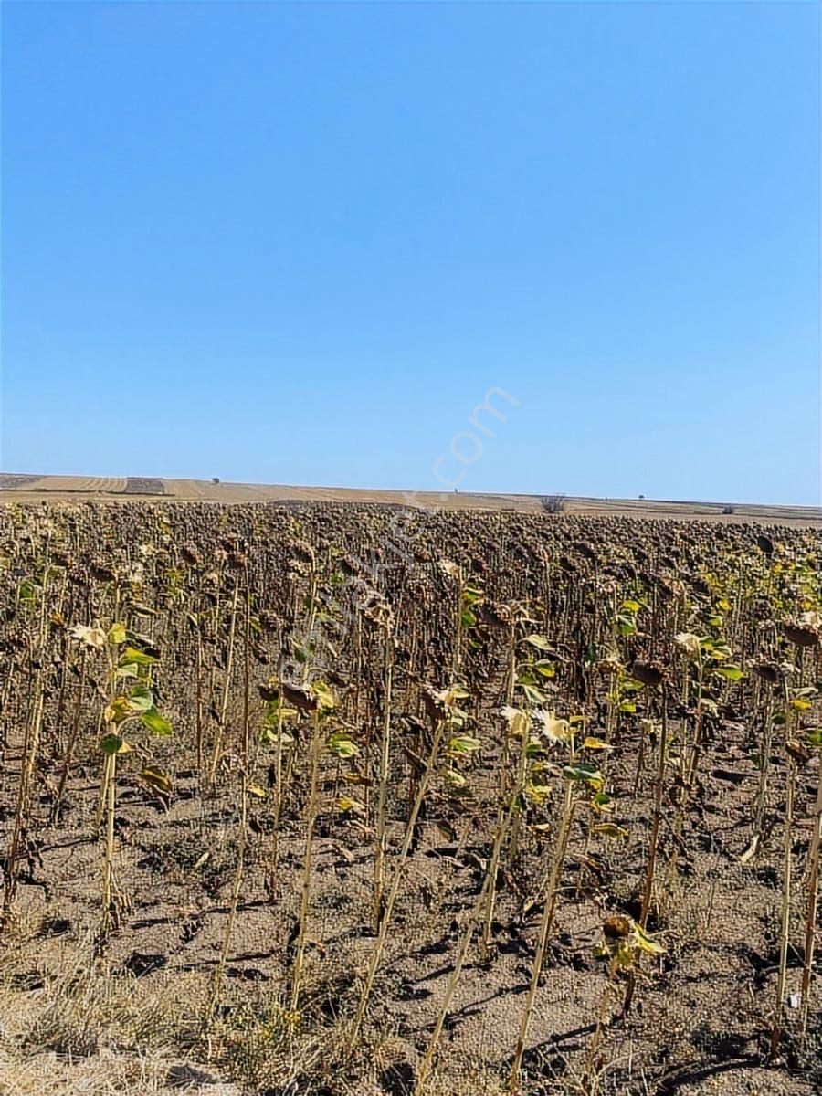Saray Kadıköy De Harika Yer Ler - Görsel 16