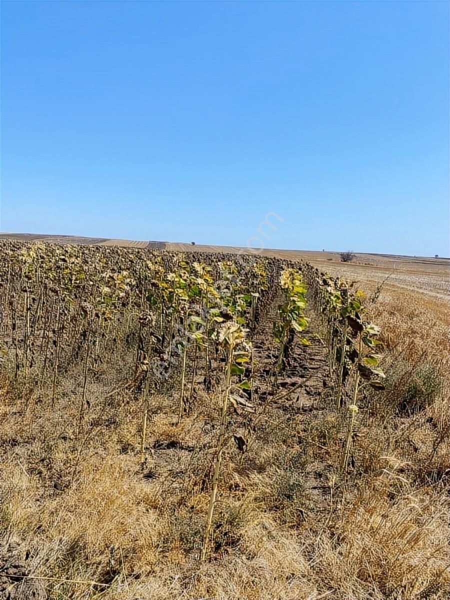Saray Kadıköy De Harika Yer Ler - Görsel 17