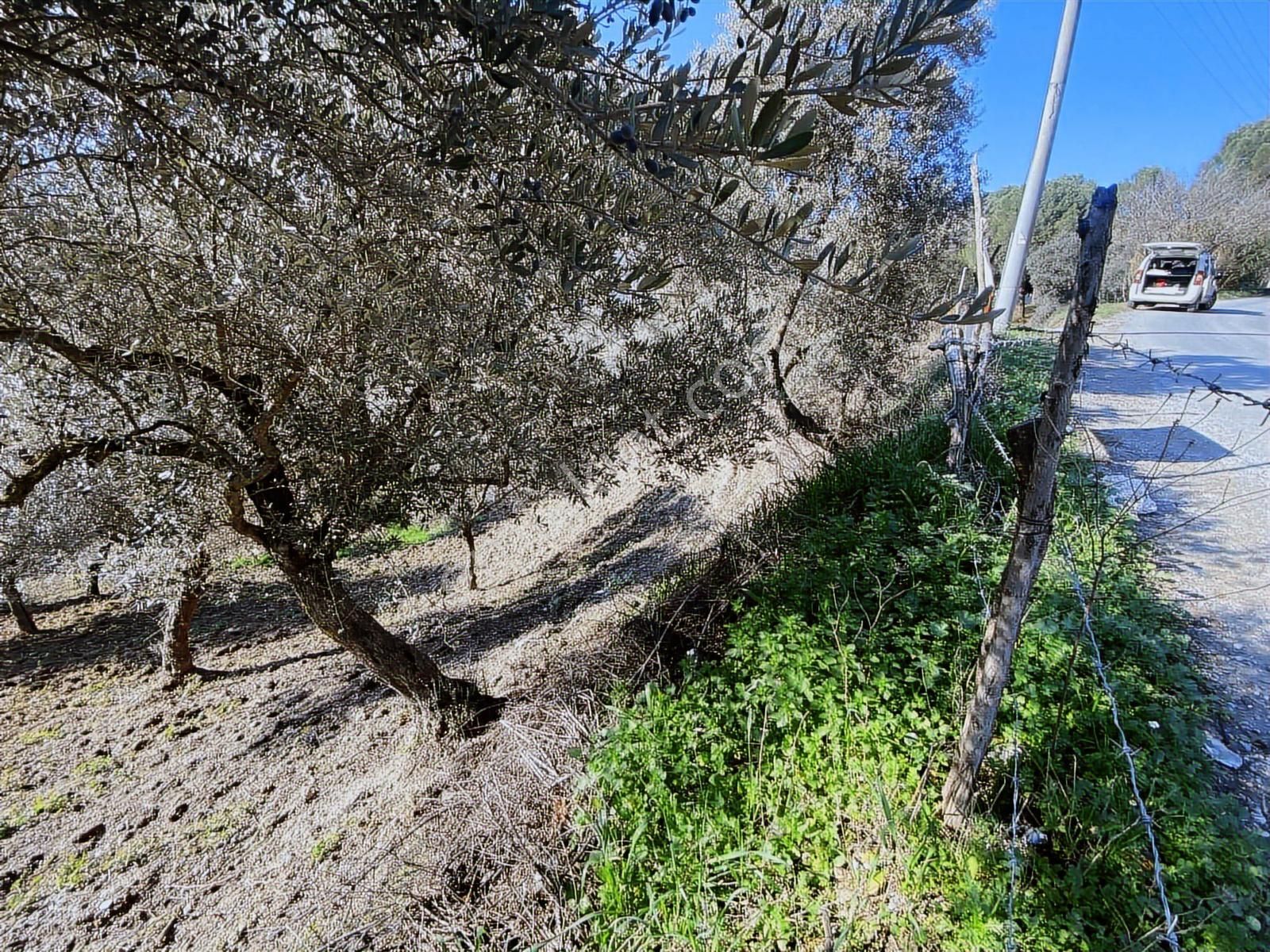 Aydın İncirliova Arzular Da Satılık 1.200 M2 Harım - Görsel 13