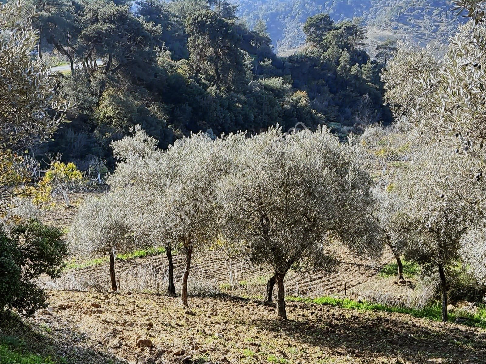 Aydın İncirliova Arzular Da Satılık 1.200 M2 Harım - Görsel 28