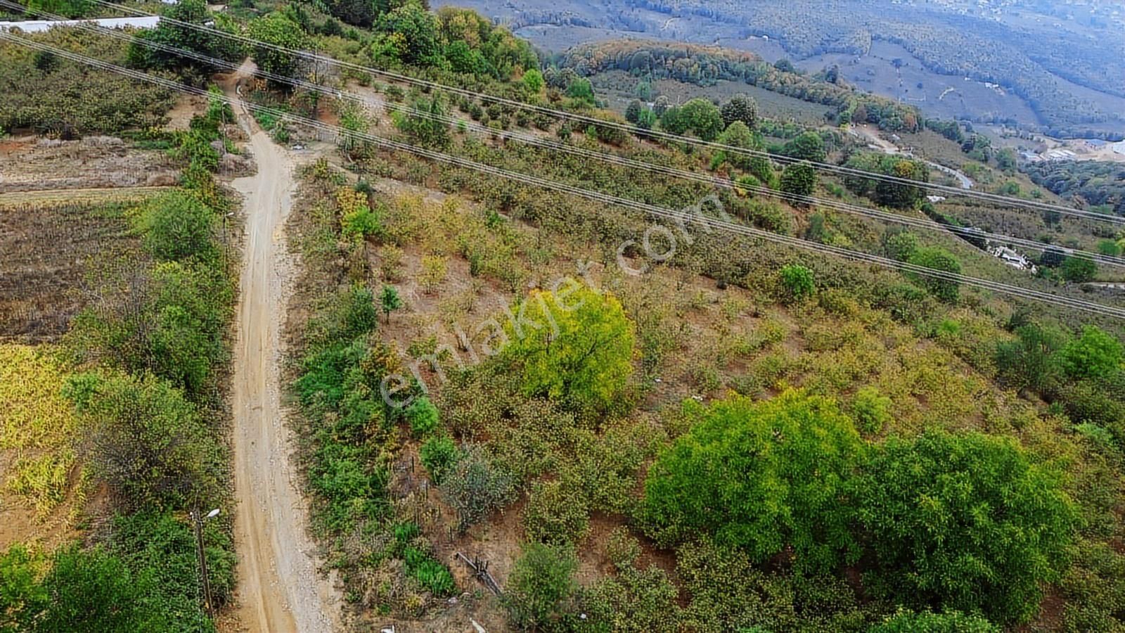 Yön Group'tan Ahmediye'de Satılık 5285m2 Fındık Bahçesi - Görsel 10