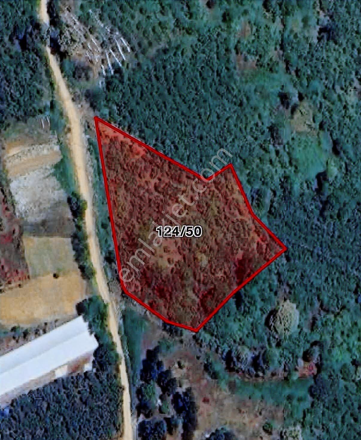 Yön Group'tan Ahmediye'de Satılık 5285m2 Fındık Bahçesi - Görsel 4