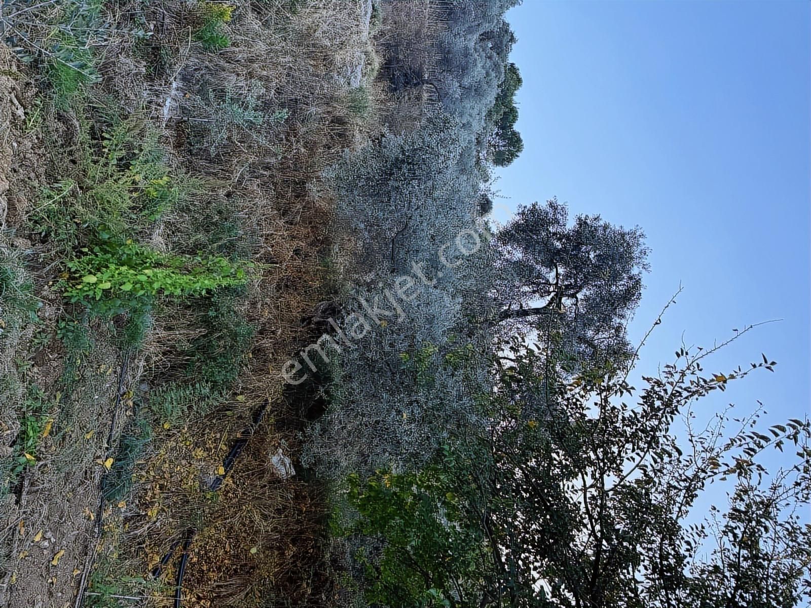 Tire Osmancık Köyü'nde Fırsat Satılık Müstakil Ev Ve Bahçe - Görsel 7