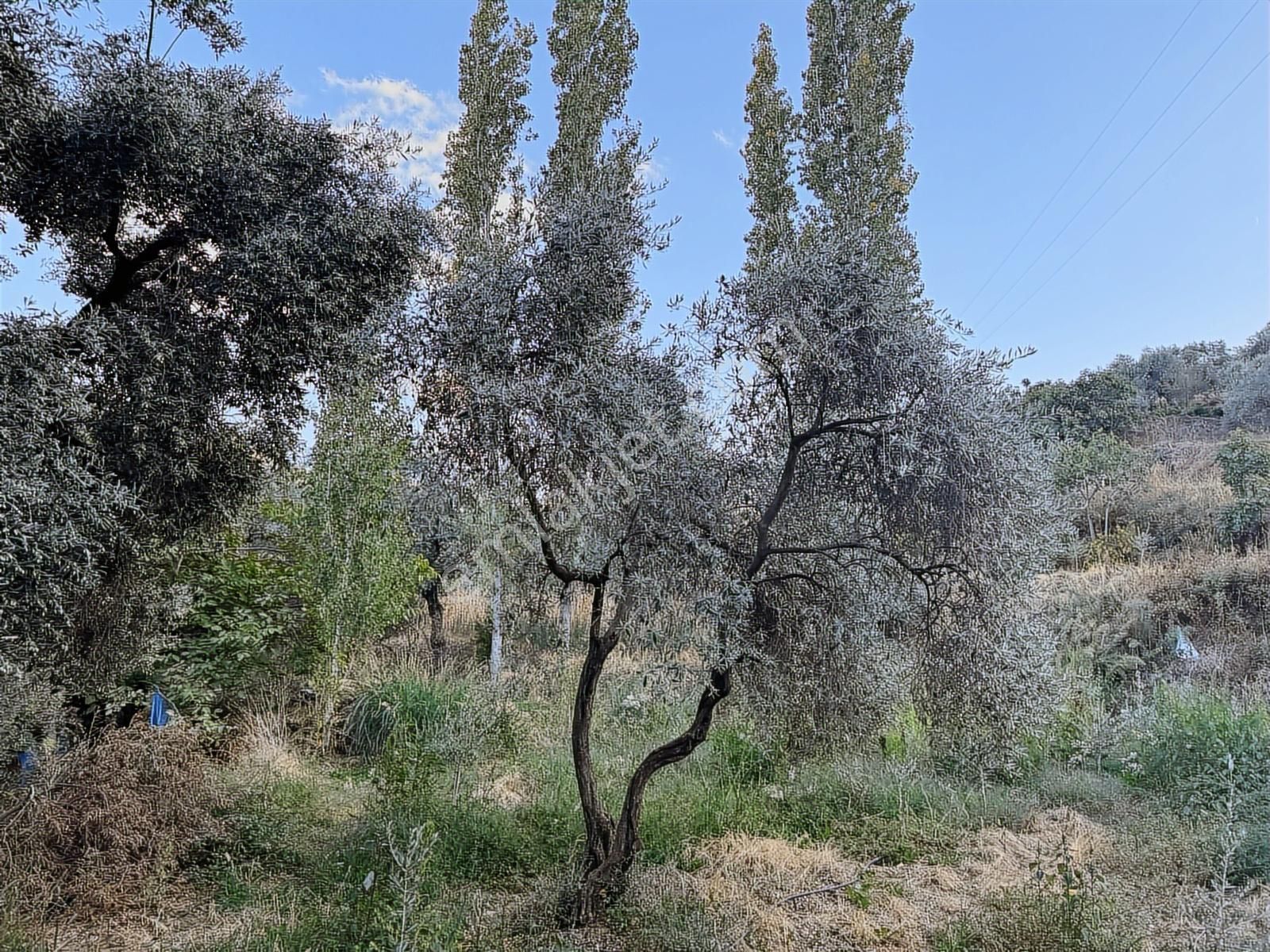 Tire Osmancık Köyü'nde Fırsat Satılık Müstakil Ev Ve Bahçe - Görsel 25