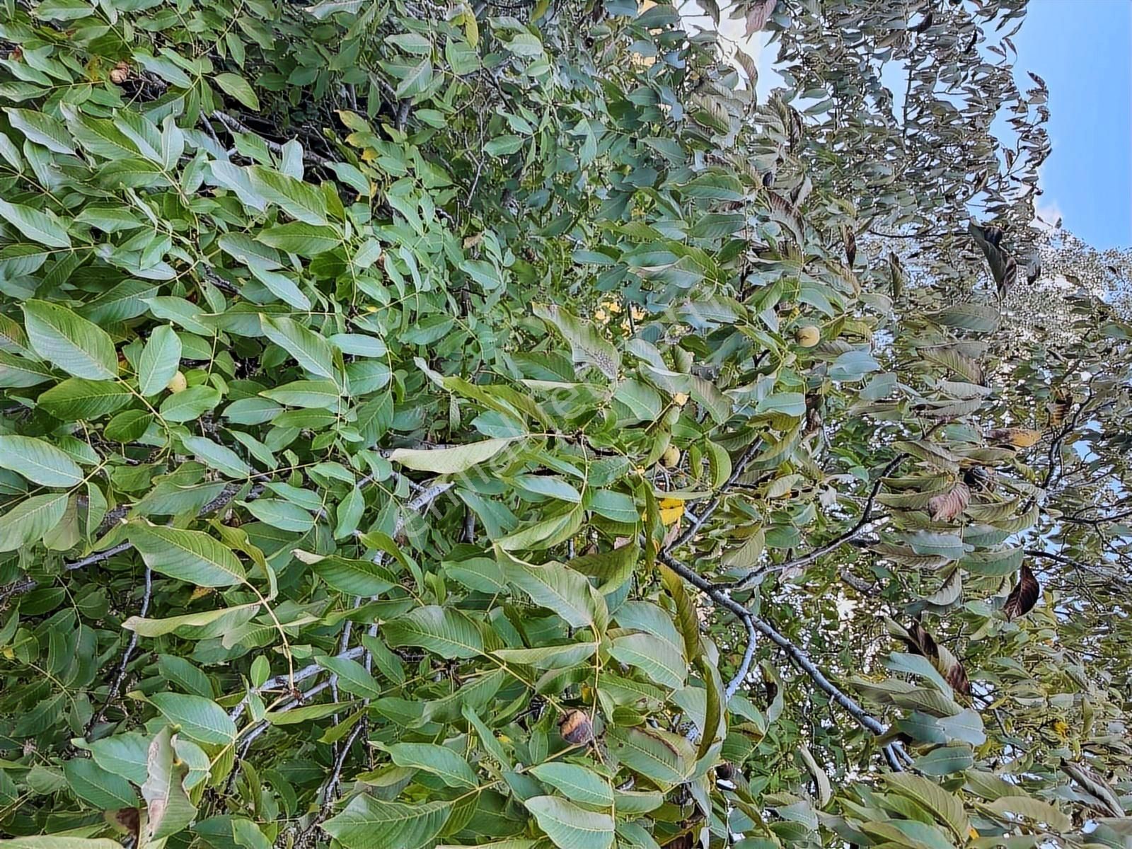 Tire Osmancık Köyü'nde Fırsat Satılık Müstakil Ev Ve Bahçe - Görsel 4