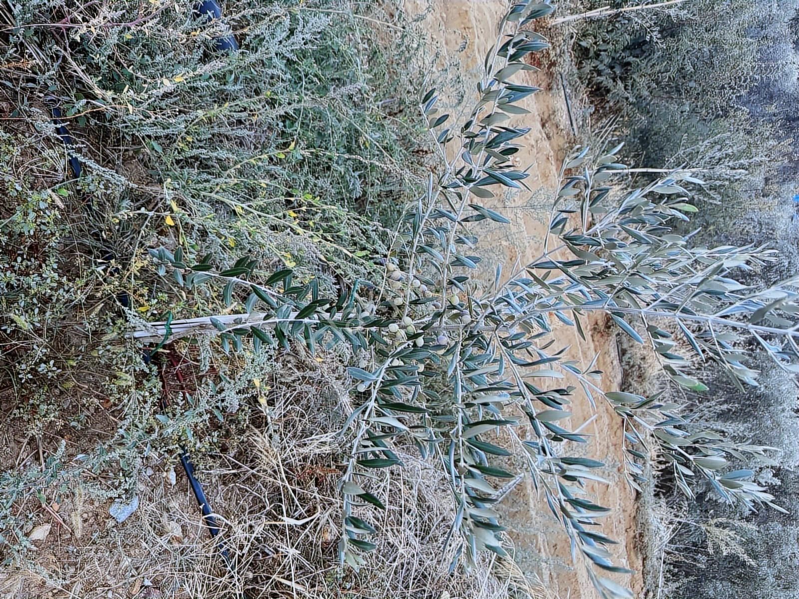 Tire Osmancık Köyü'nde Fırsat Satılık Müstakil Ev Ve Bahçe - Görsel 2