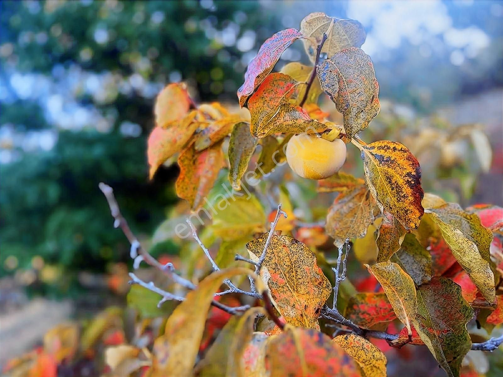 Kent Gayrimenkul'den Tire Cambazlı'da Mükemmel Arsa - Görsel 5