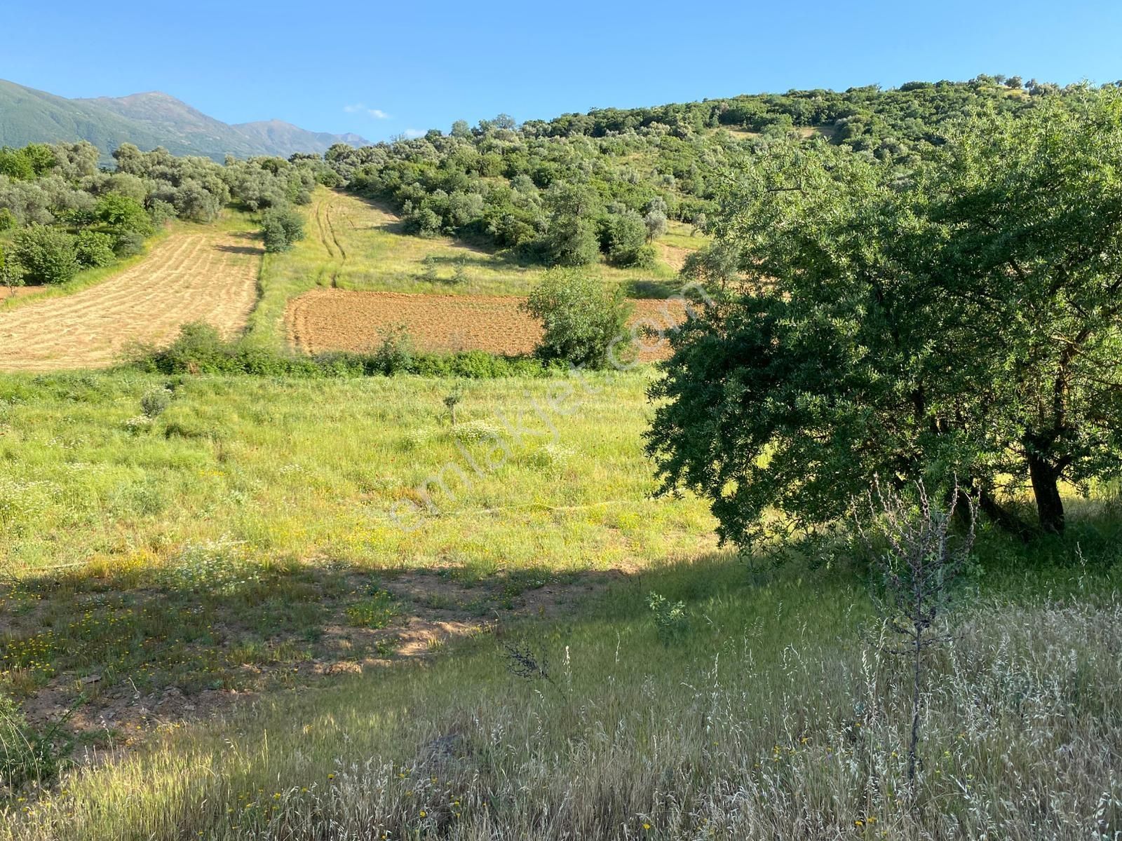 Kent Gayrimenkul'den Saruhanlı Köyü'nde Satılık Zeytinlik - Görsel 2