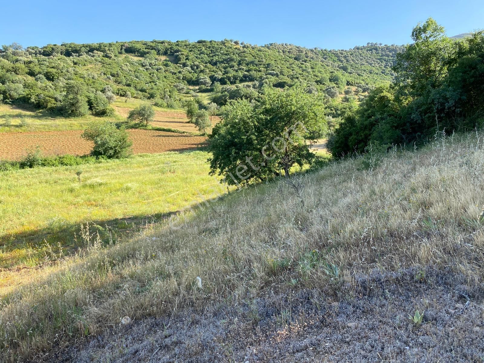 Kent Gayrimenkul'den Saruhanlı Köyü'nde Satılık Zeytinlik - Görsel 9