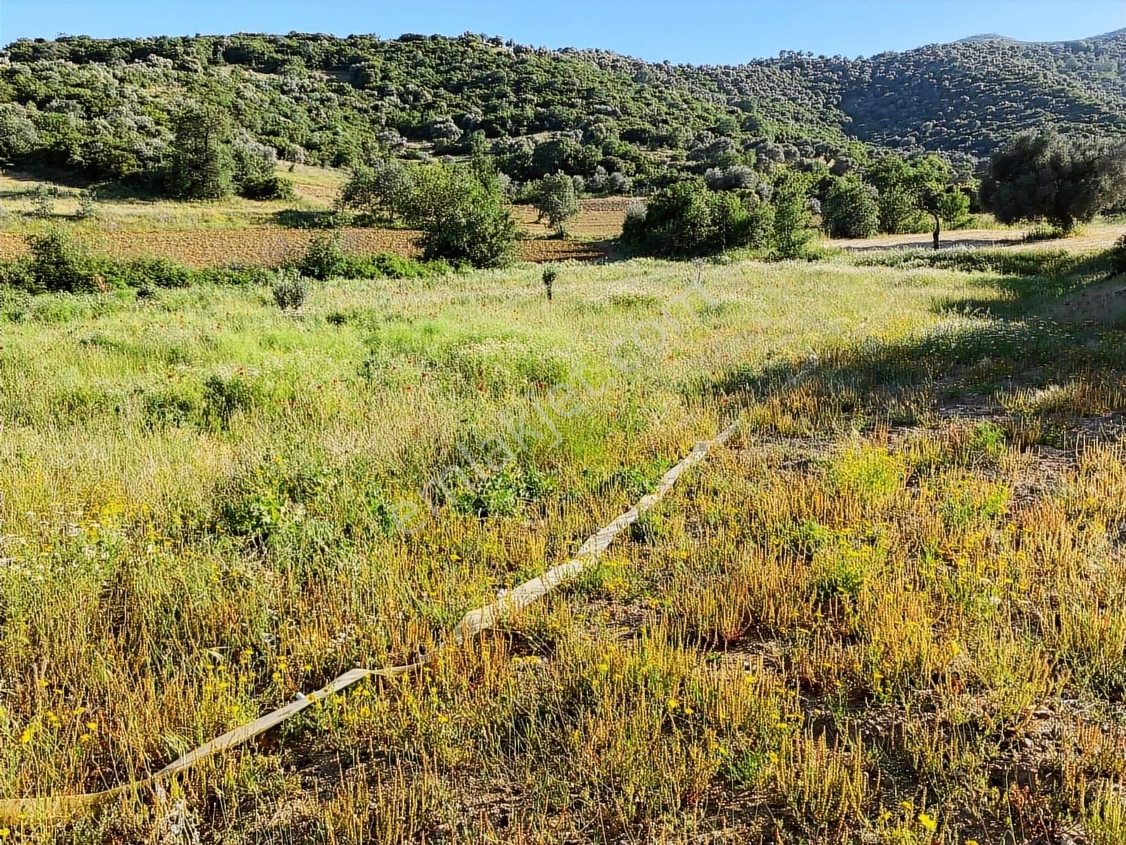 Kent Gayrimenkul'den Saruhanlı Köyü'nde Satılık Zeytinlik - Görsel 3