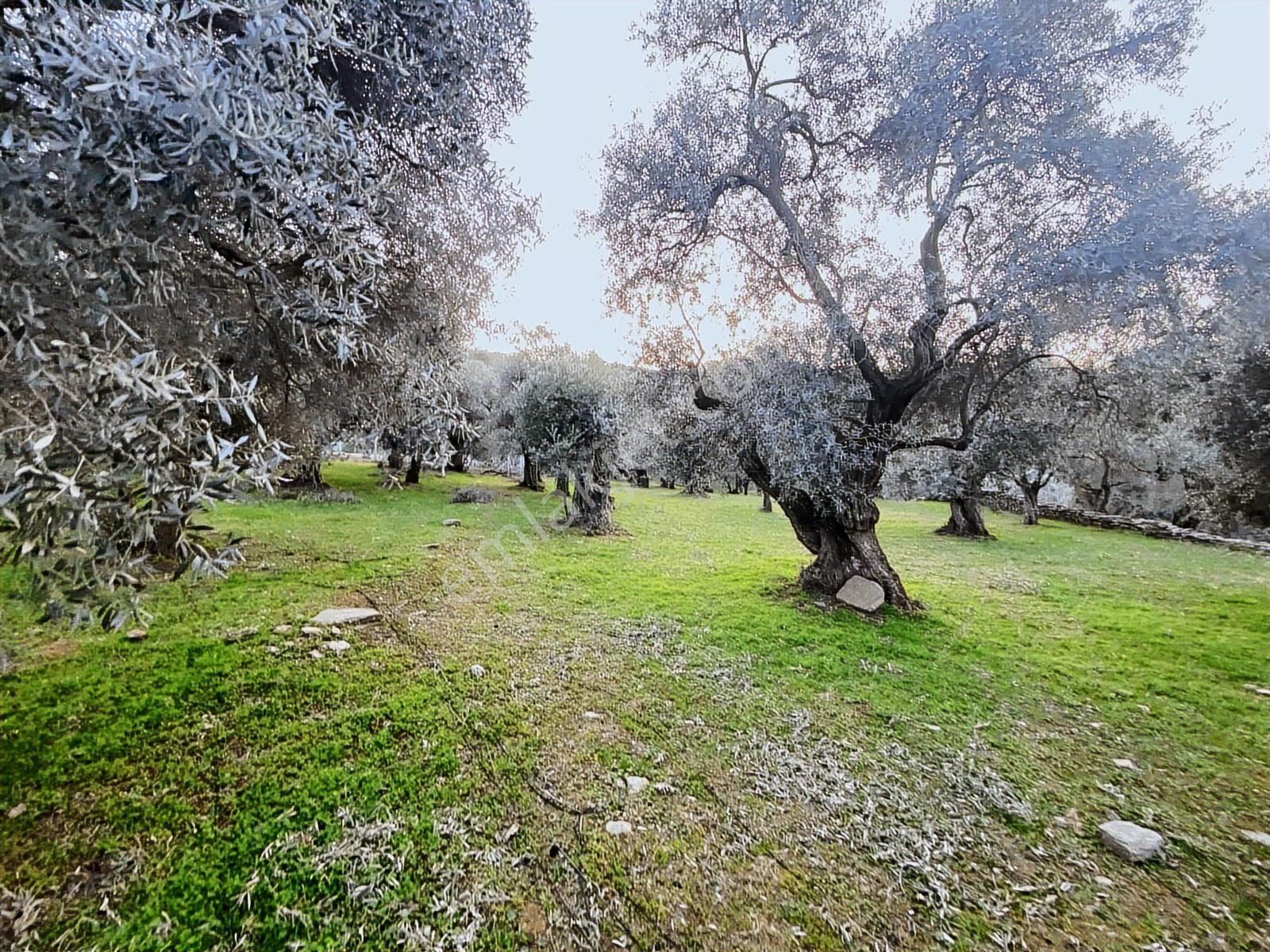Kent Gayrimenkul'den Şehir İçinde Satılık Mükemmel Zeytinlik - Görsel 4