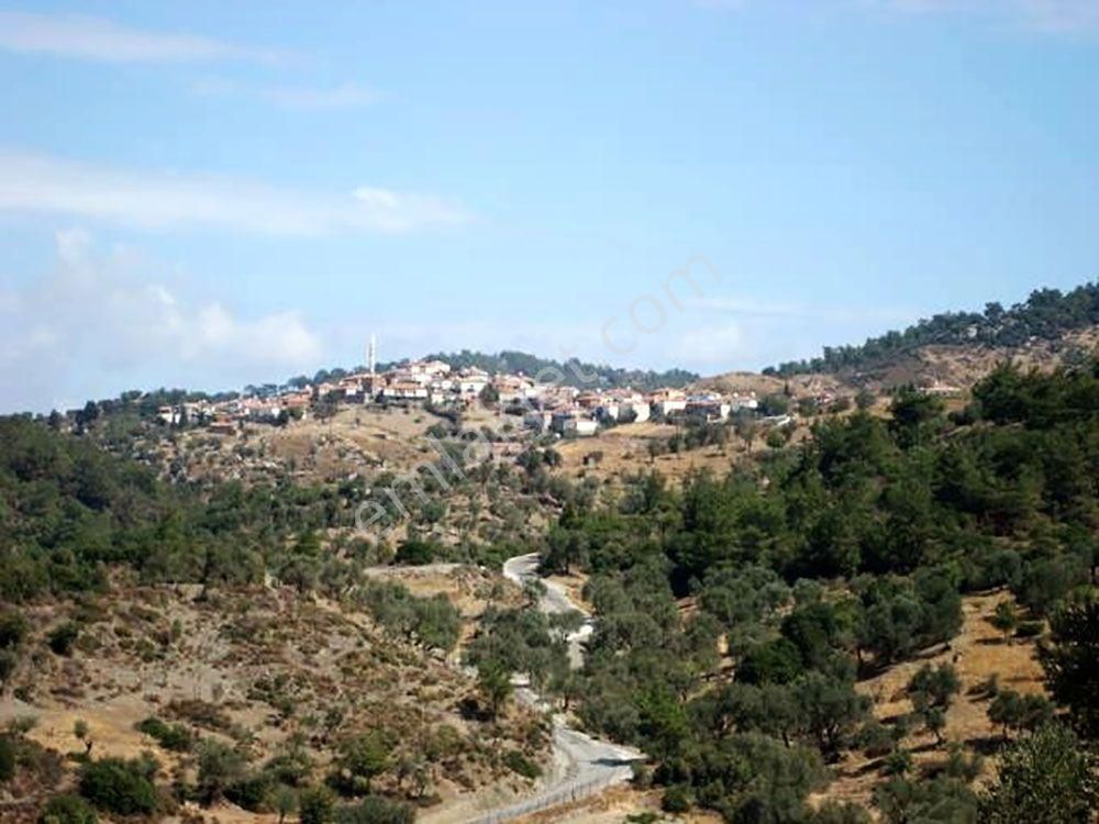 İzmir Bergama Yukarıada'da 19.897 M2 Bahçe. Fıstık Kestane Ceviz Zeytin Çam. Açıklamayı Okuyunuz - Görsel 11