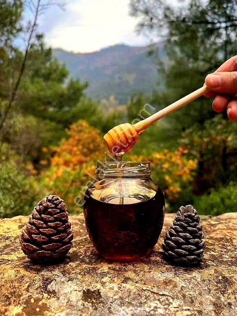 İzmir Bergama Yukarıada'da 19.897 M2 Bahçe. Fıstık Kestane Ceviz Zeytin Çam. Açıklamayı Okuyunuz