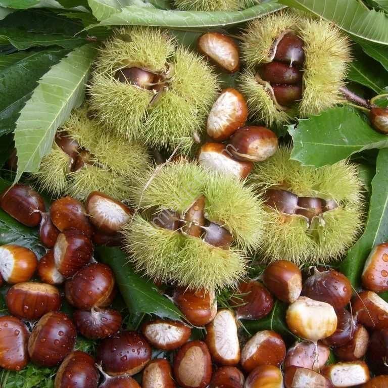 İzmir Bergama Yukarıada'da 19.897 M2 Bahçe. Fıstık Kestane Ceviz Zeytin Çam. Açıklamayı Okuyunuz - Görsel 5