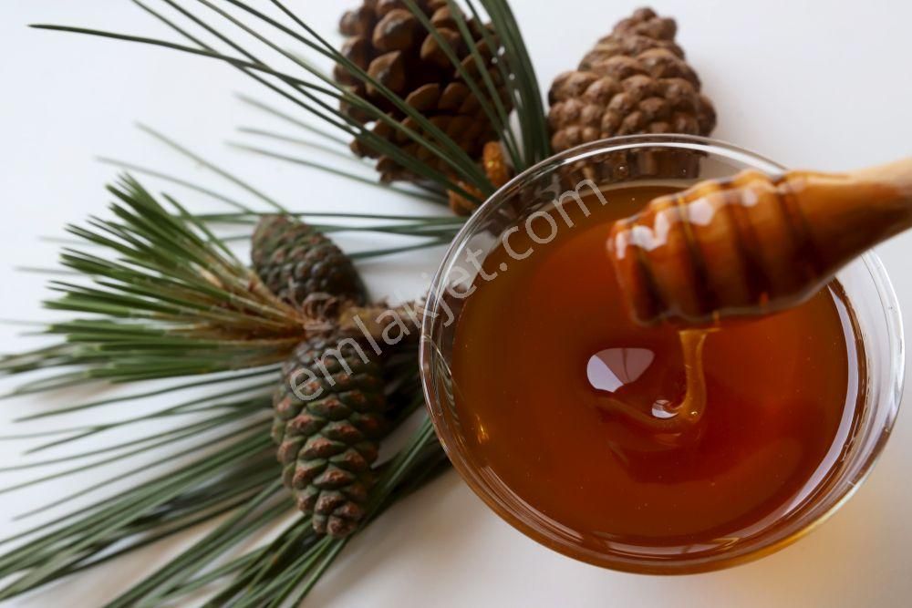 İzmir Bergama Yukarıada'da 19.897 M2 Bahçe. Fıstık Kestane Ceviz Zeytin Çam. Açıklamayı Okuyunuz - Görsel 4