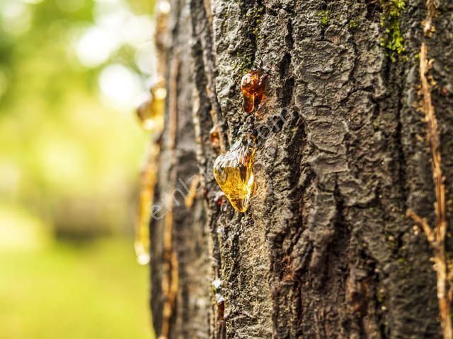 İzmir Bergama Yukarıada'da 19.897 M2 Bahçe. Fıstık Kestane Ceviz Zeytin Çam. Açıklamayı Okuyunuz - Görsel 2