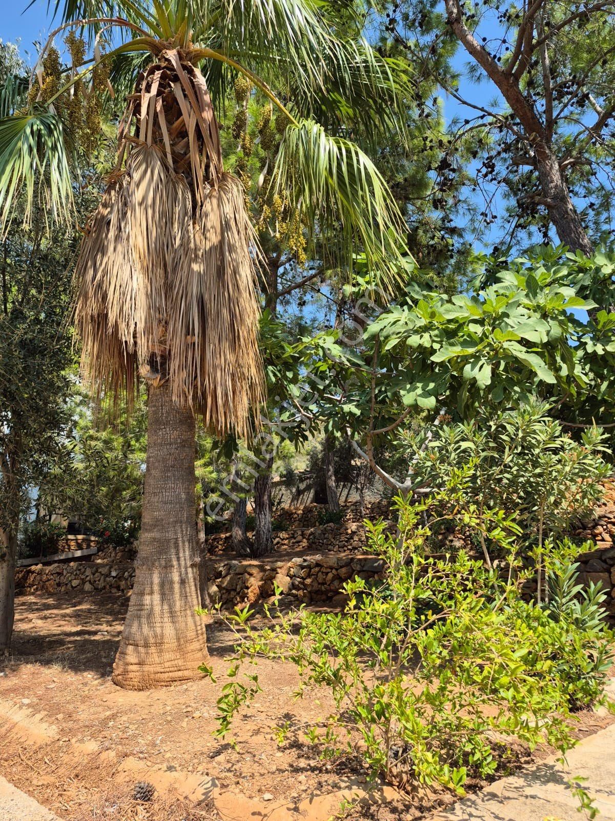 Panoramavi Den Fırsat Tribleks Yazlık - Görsel 20