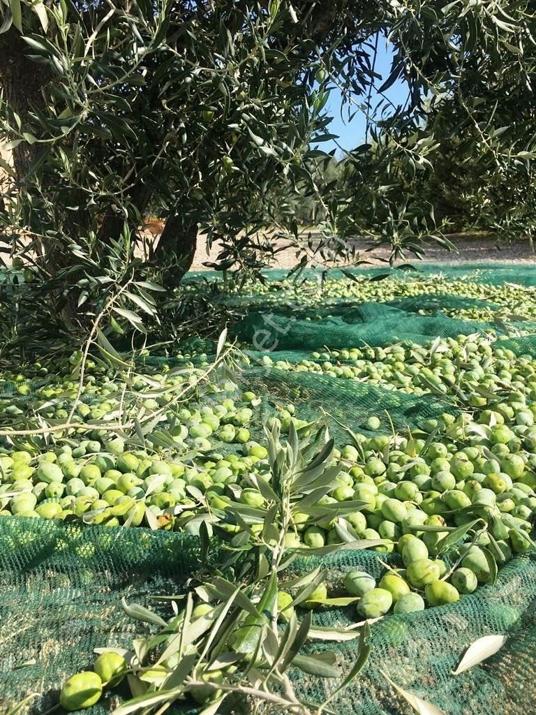 İzmir Memderes Çamönü Mahallesi Emsalsiz Tarla - Görsel 11