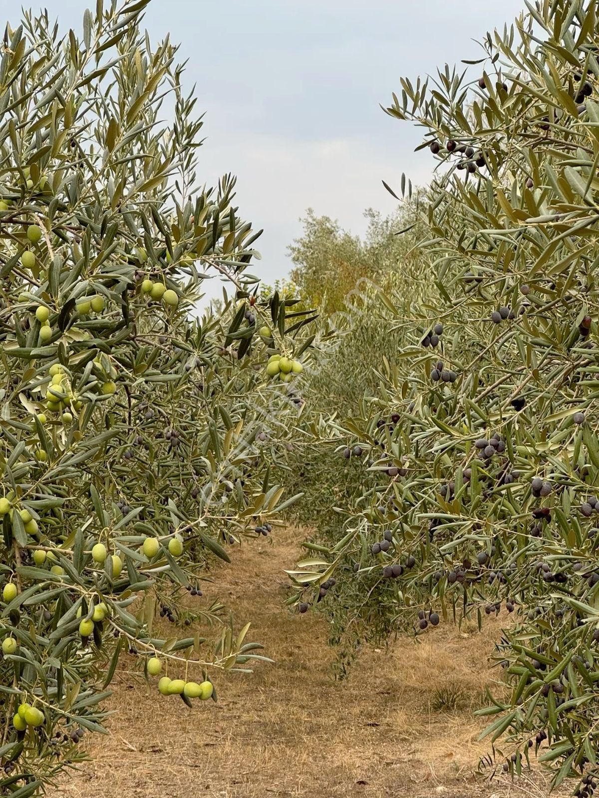 İzmir Memderes Çamönü Mahallesi Emsalsiz Tarla - Görsel 9