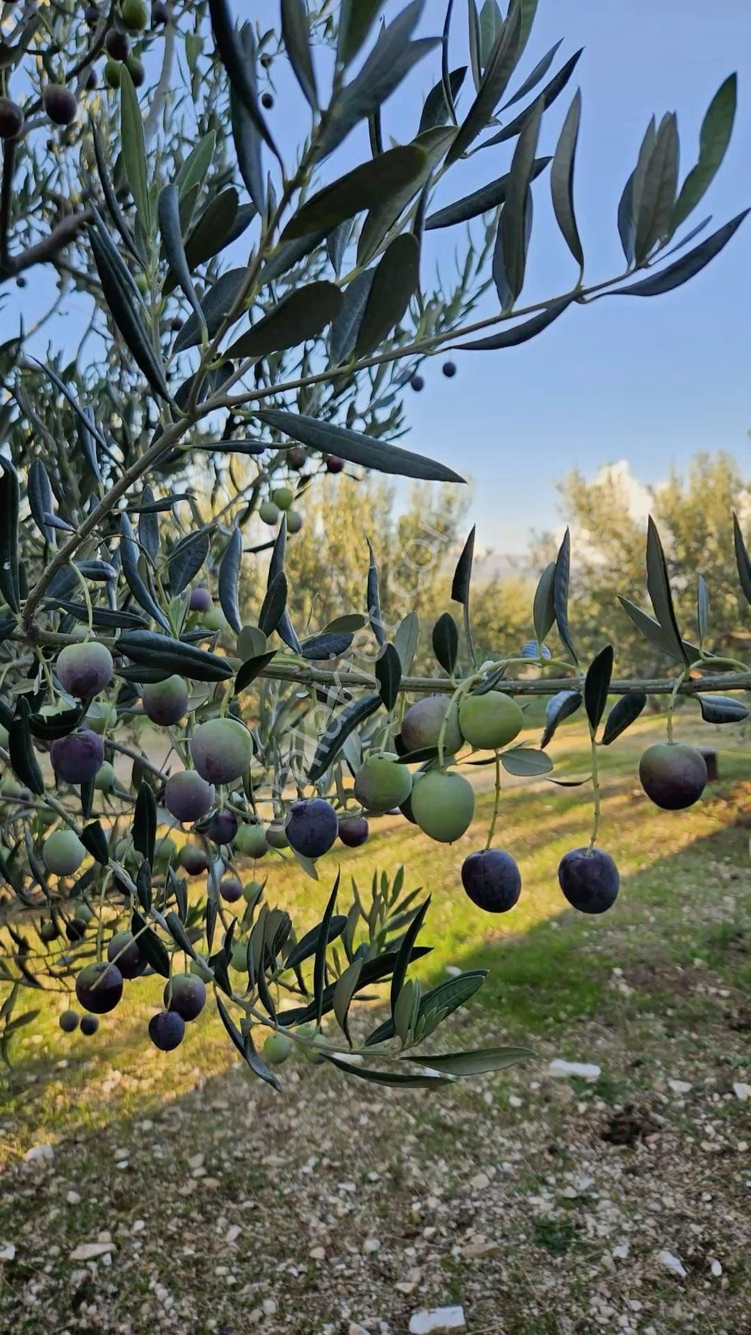 İzmir Memderes Çamönü Mahallesi Emsalsiz Tarla - Görsel 10