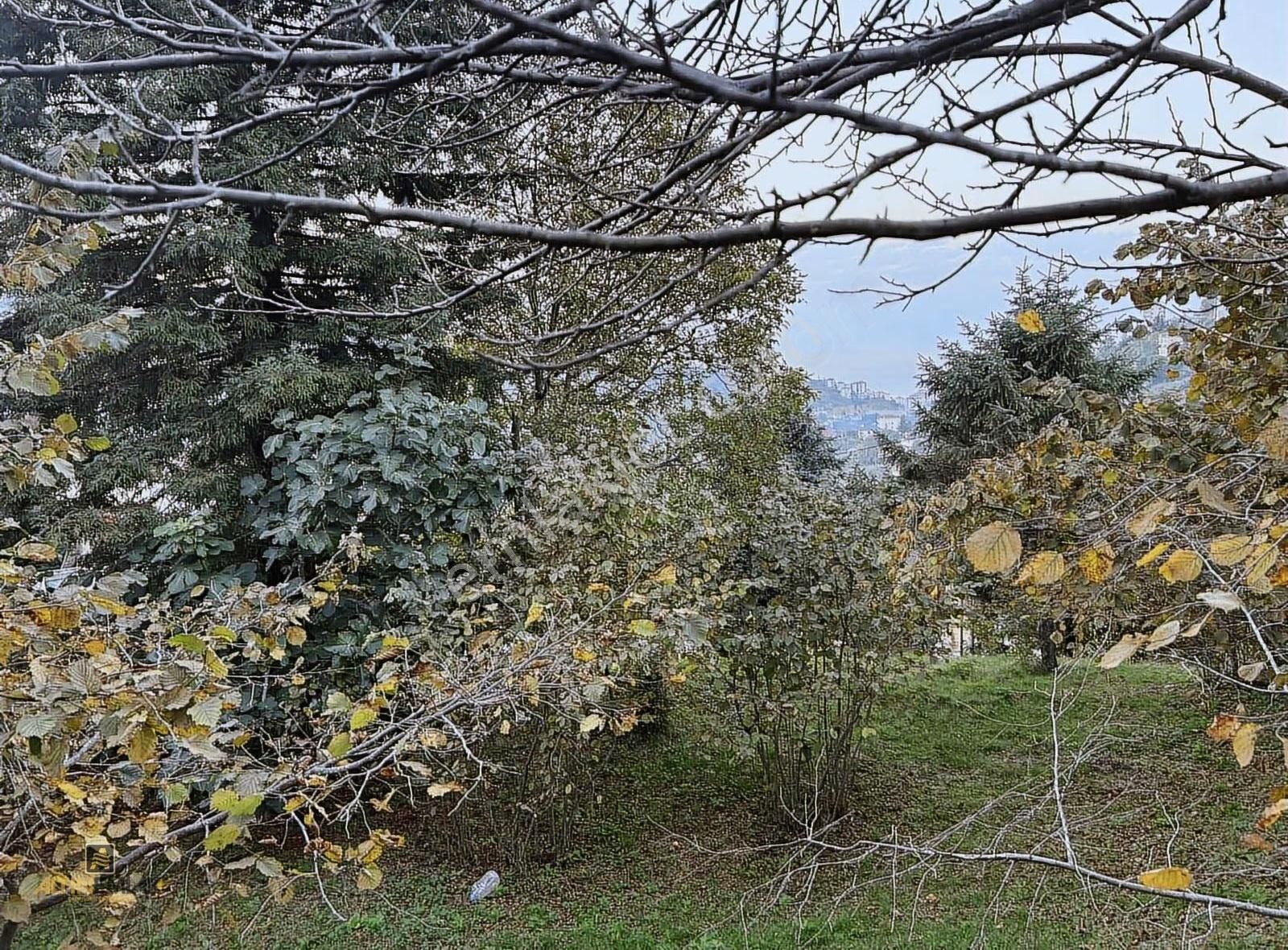 Altın Emlak Trabzon Bengisuda Satılık Arazi Müstakil Evler - Görsel 11