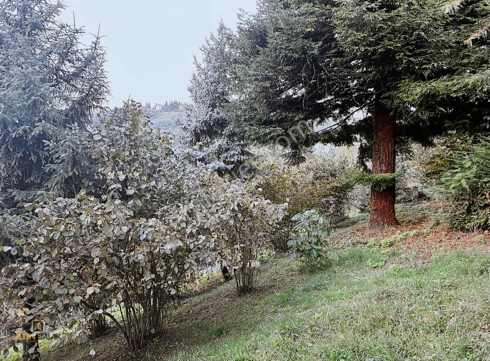 Altın Emlak Trabzon Bengisuda Satılık Arazi Müstakil Evler - Görsel 24