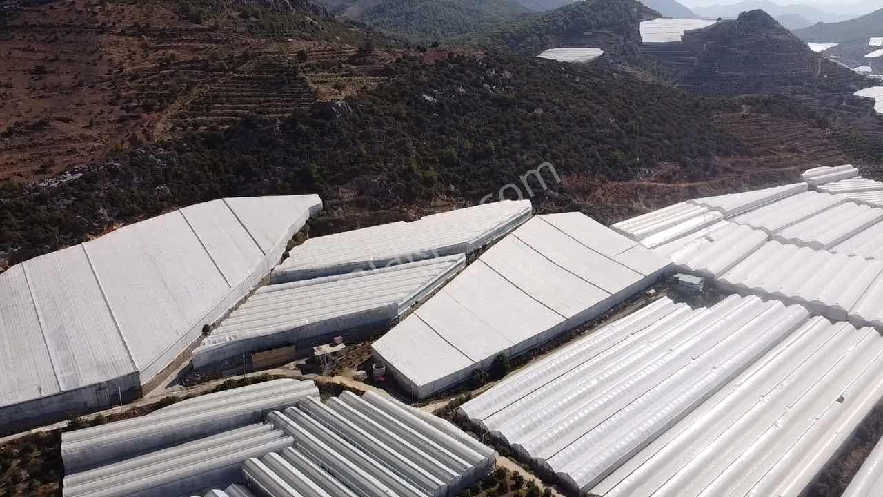 Alanya Hocalar Köyünde D-400 Yoluna Yakın Satılık Muz Bahçesi - Görsel 25