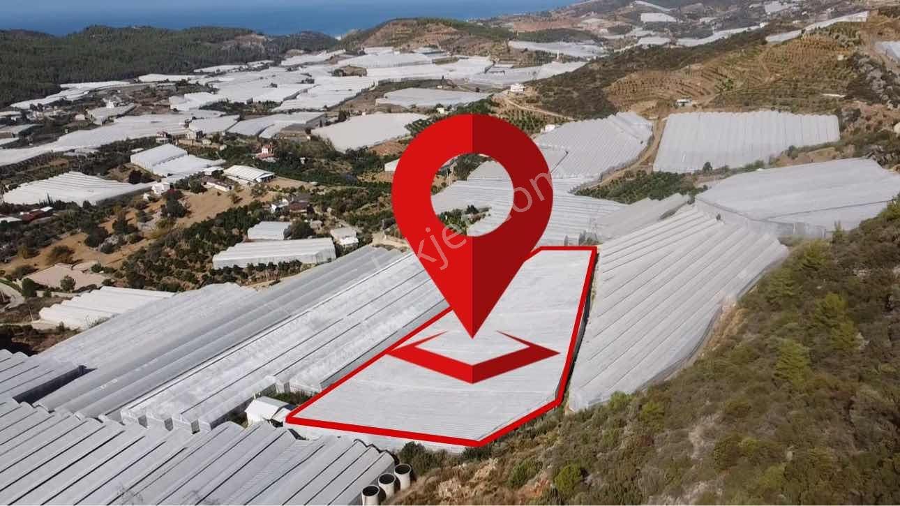 Alanya Hocalar Köyünde D-400 Yoluna Yakın Satılık Muz Bahçesi - Görsel 5