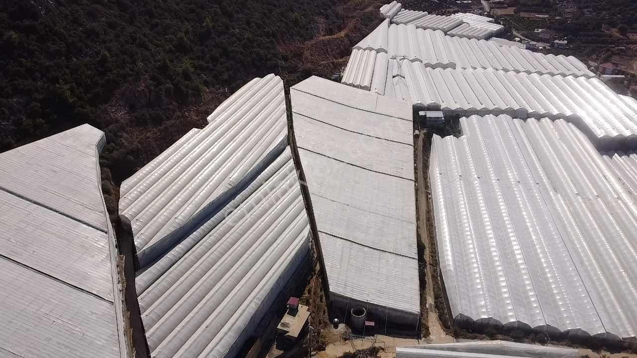 Alanya Hocalar Köyünde D-400 Yoluna Yakın Satılık Muz Bahçesi - Görsel 20