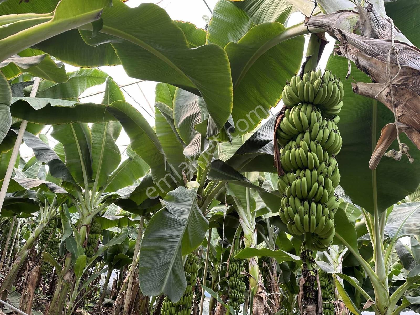 Alanya Hocalar Köyünde D-400 Yoluna Yakın Satılık Muz Bahçesi - Görsel 11