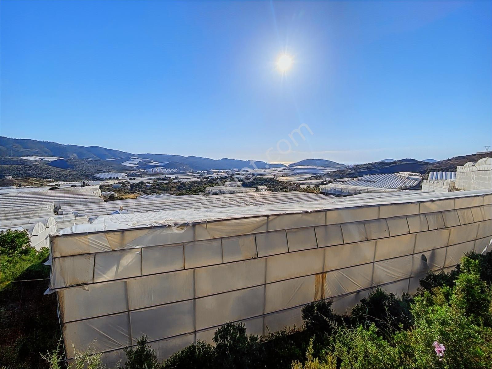 Alanya Hocalar Köyünde D-400 Yoluna Yakın Satılık Muz Bahçesi - Görsel 3