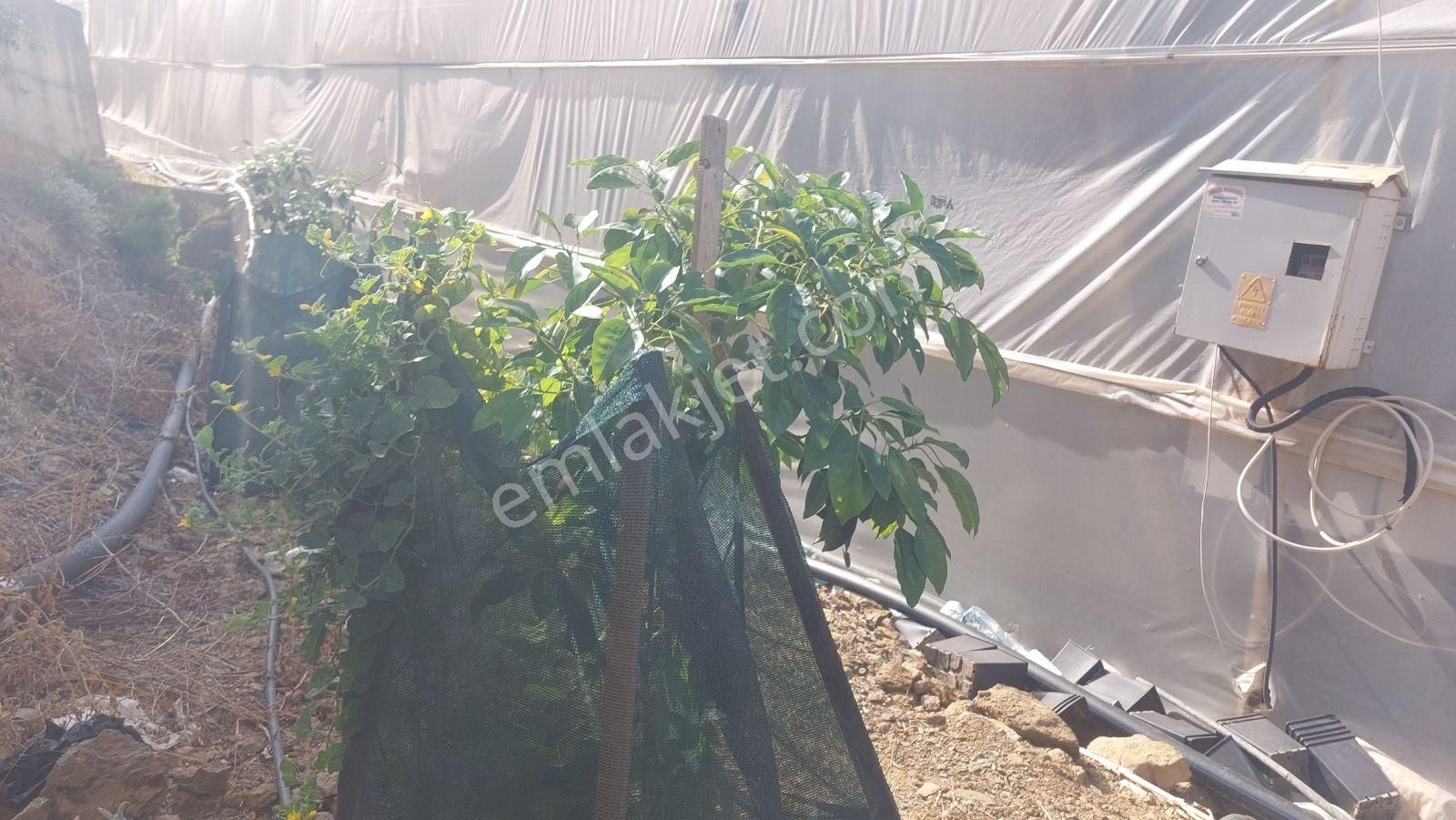 Alanya Hocalar Köyünde D-400 Yoluna Yakın Satılık Muz Bahçesi - Görsel 19