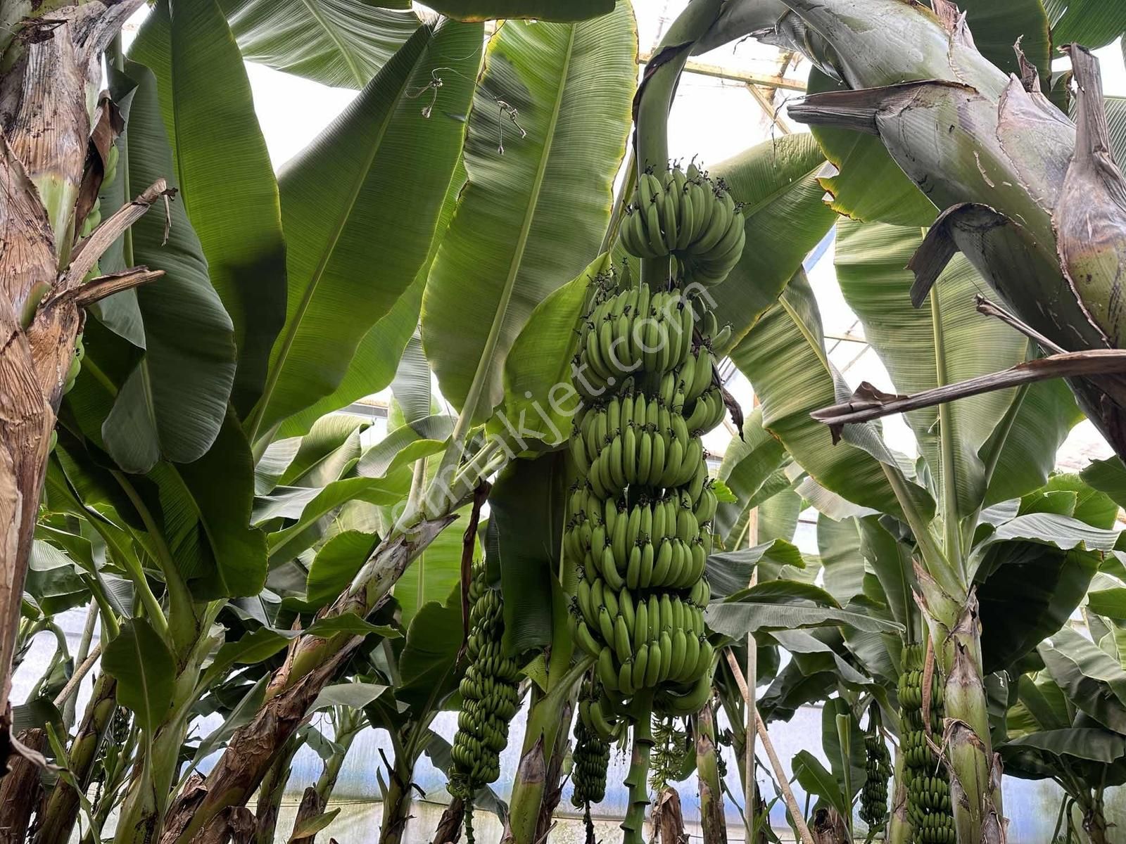 Alanya Hocalar Köyünde D-400 Yoluna Yakın Satılık Muz Bahçesi - Görsel 12