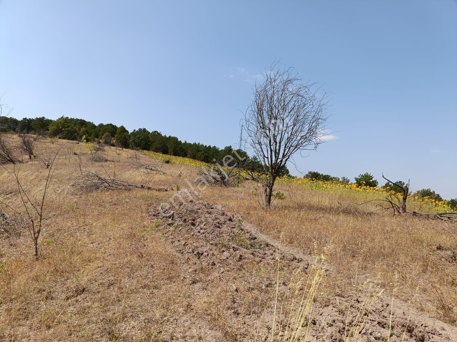 Bilecik Karaahmetler Yatırımlık 23.460 M2 Satılık Tarla - Görsel 9