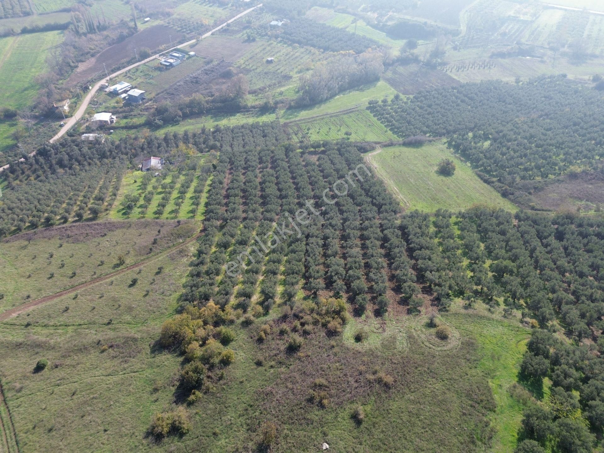 Mudanya Yalıçiftlikte 2121 M2 Zeytinlik - Görsel 2