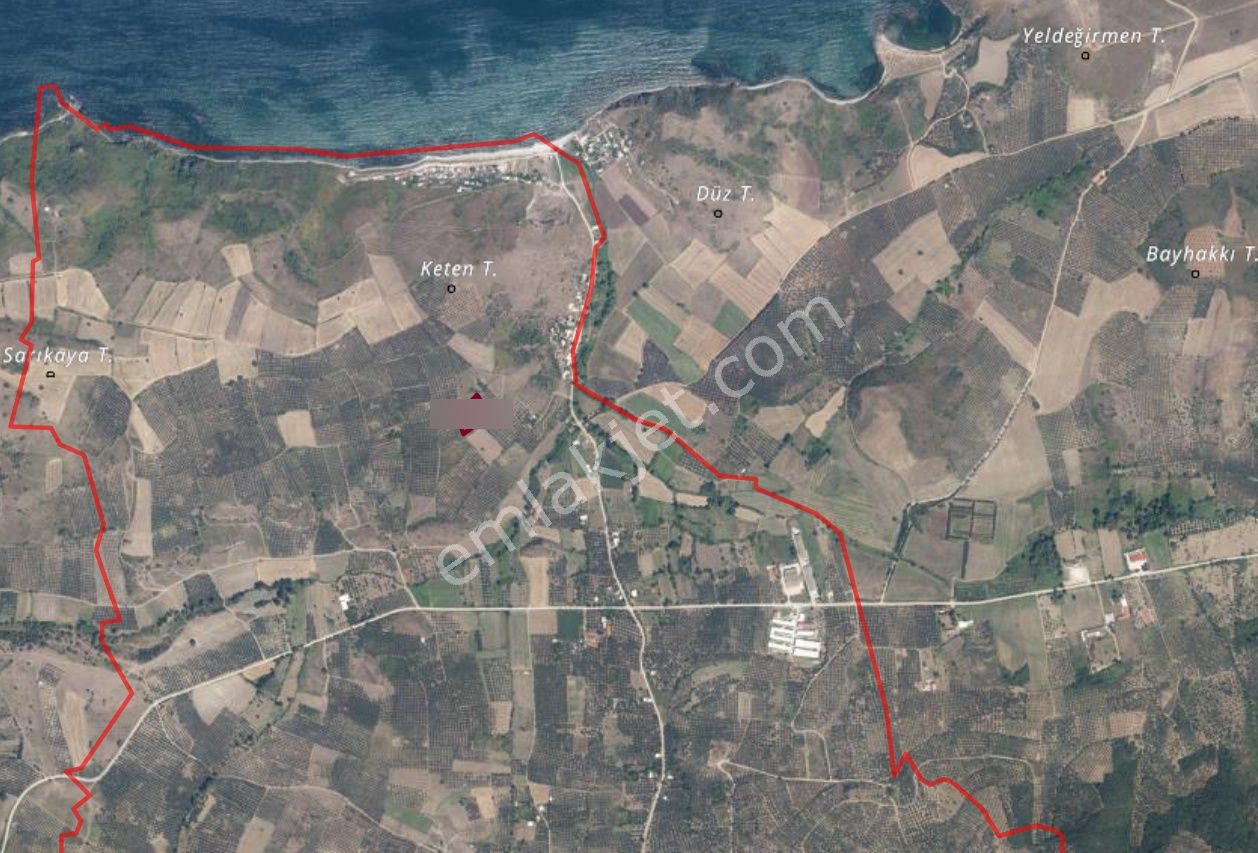 Mudanya Yalıçiftlikte 2121 M2 Zeytinlik - Görsel 9