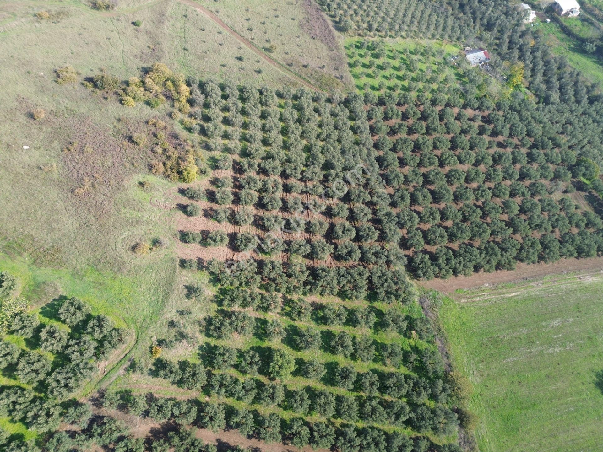 Mudanya Yalıçiftlikte 2121 M2 Zeytinlik - Görsel 4