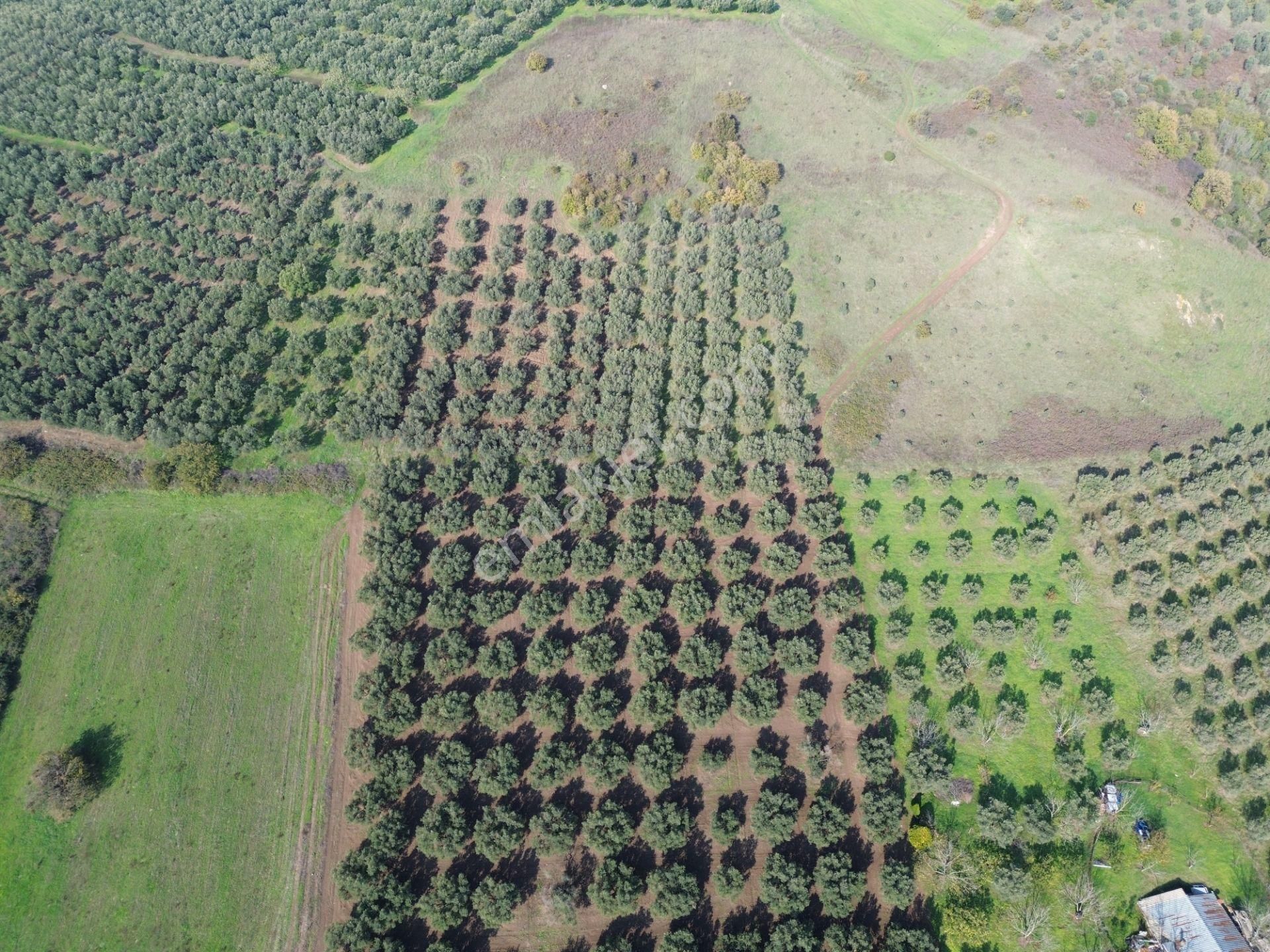 Mudanya Yalıçiftlikte 2121 M2 Zeytinlik