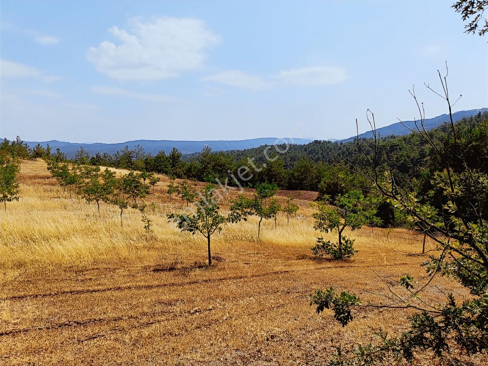 Sakarya Taraklı Pirler'de Uygun Yatırımlık Tarlalar 11.240 M2 - Görsel 7