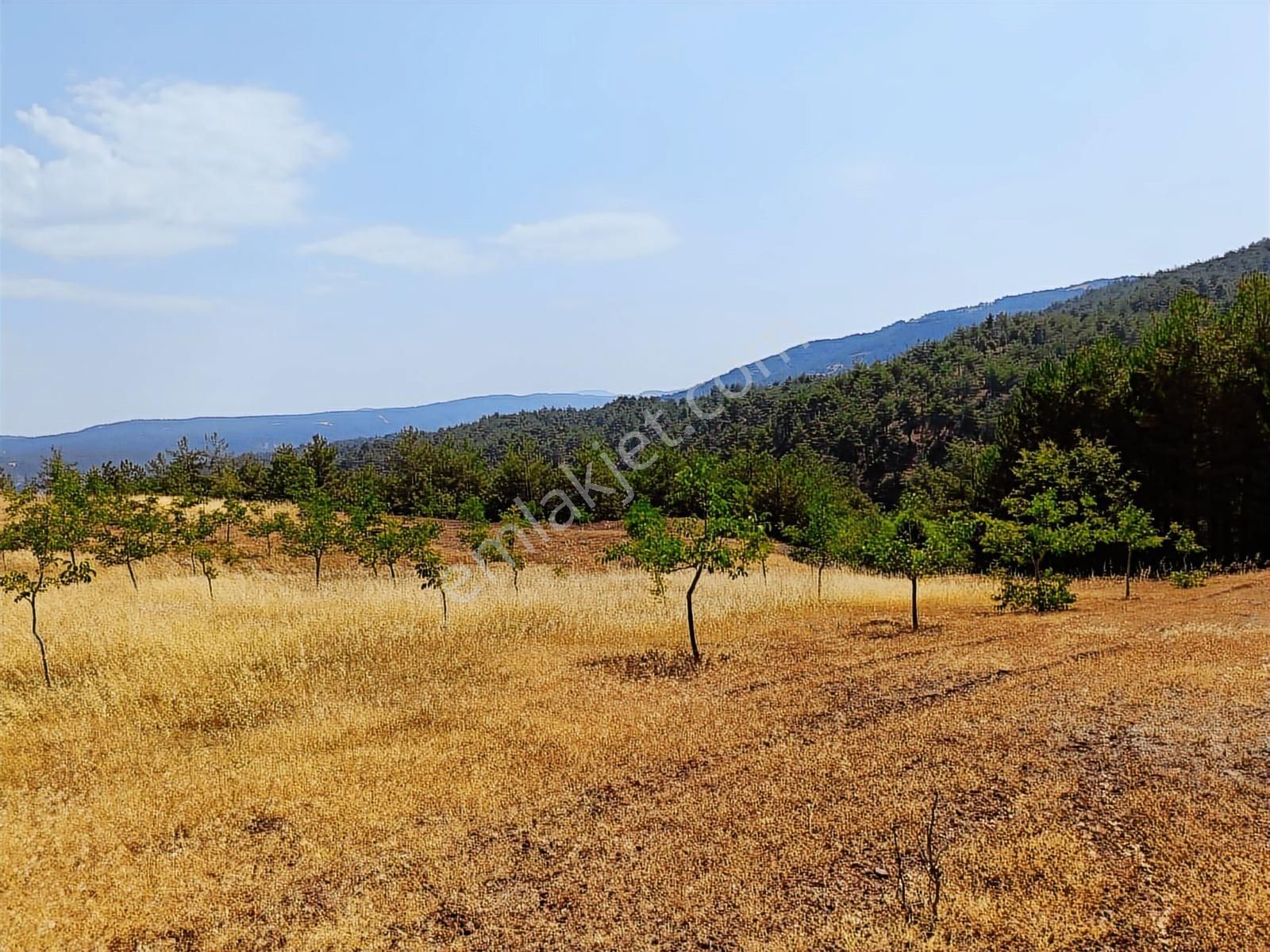 Sakarya Taraklı Pirler'de Uygun Yatırımlık Tarlalar 11.240 M2 - Görsel 3