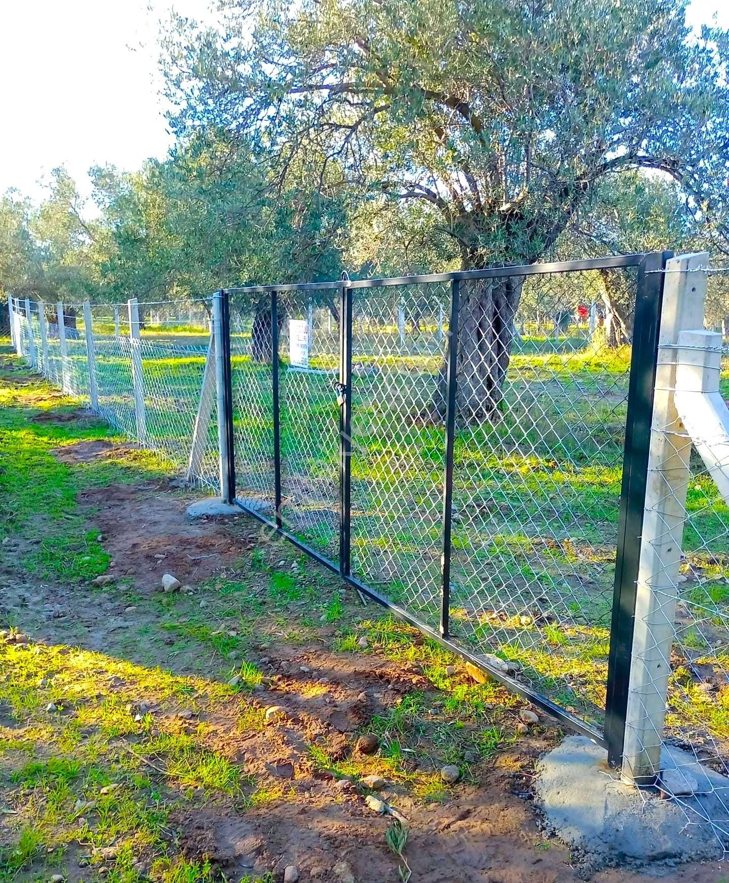 Aktif'ten Burhaniye Yunus Mahallesinde 993 M2 Verimli Satılık Zeytinlik - Görsel 34