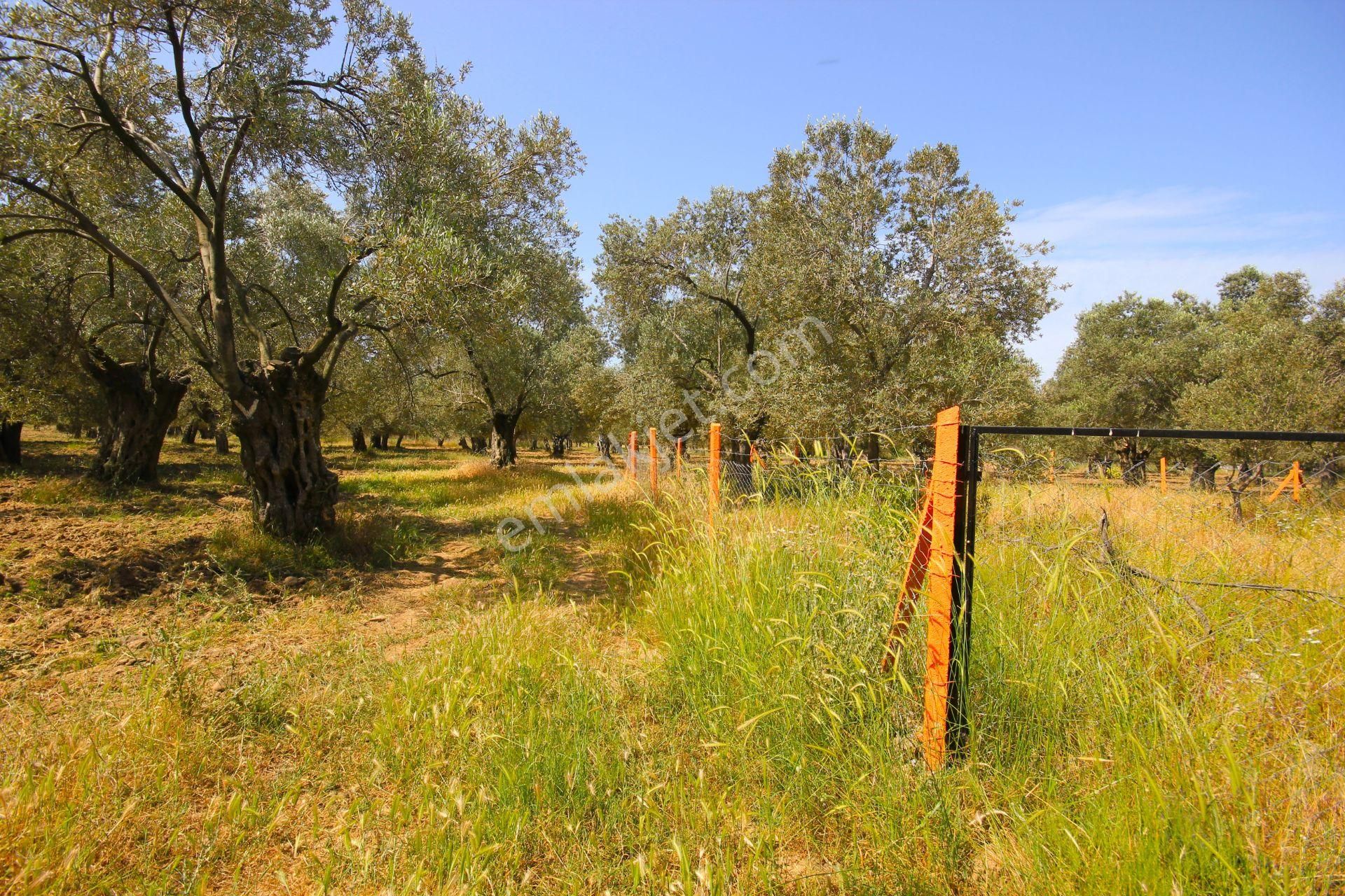 Aktif'ten Burhaniye Yunus Mahallesinde 993 M2 Verimli Satılık Zeytinlik - Görsel 30