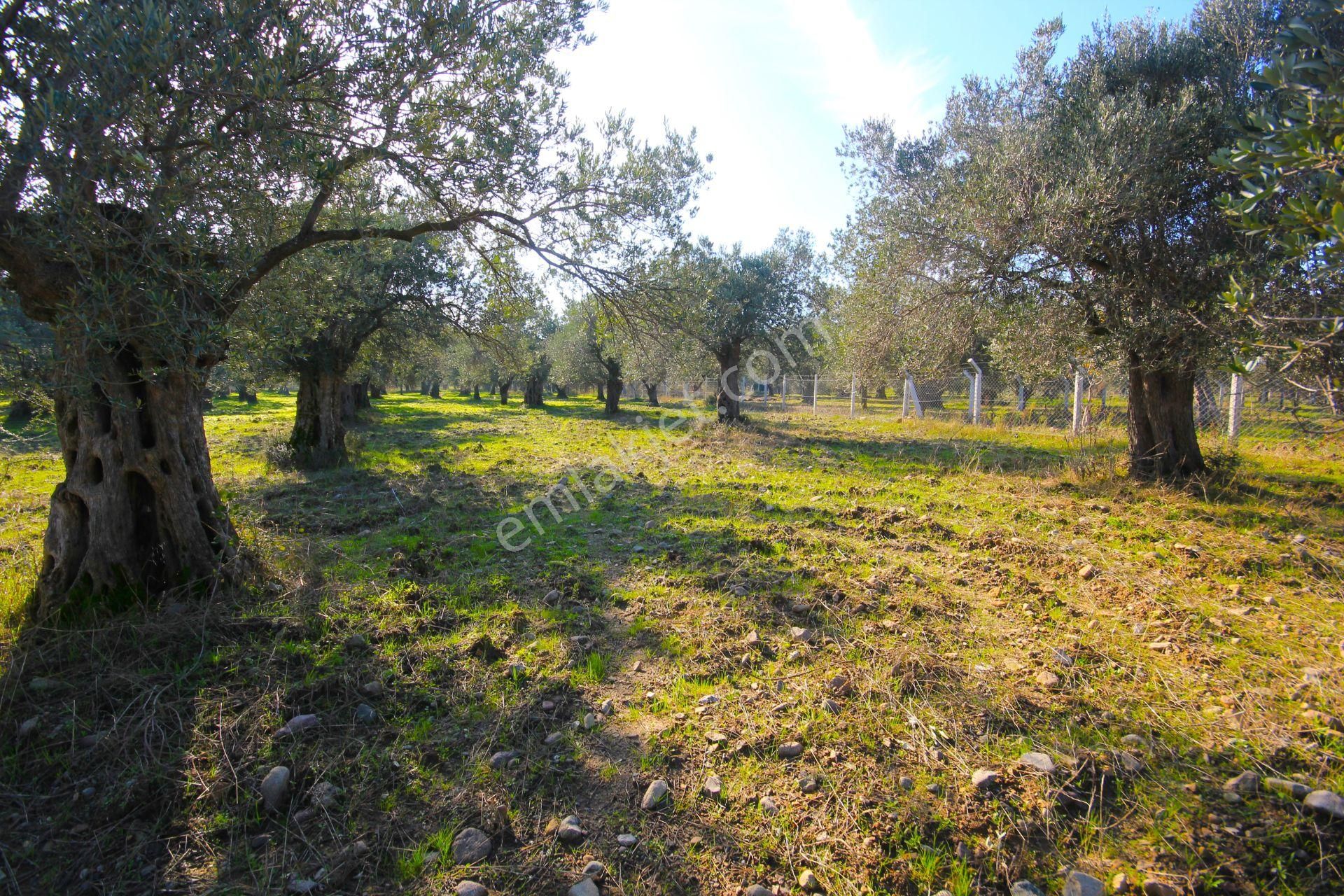 Aktif'ten Burhaniye Yunus Mahallesinde 993 M2 Verimli Satılık Zeytinlik - Görsel 9