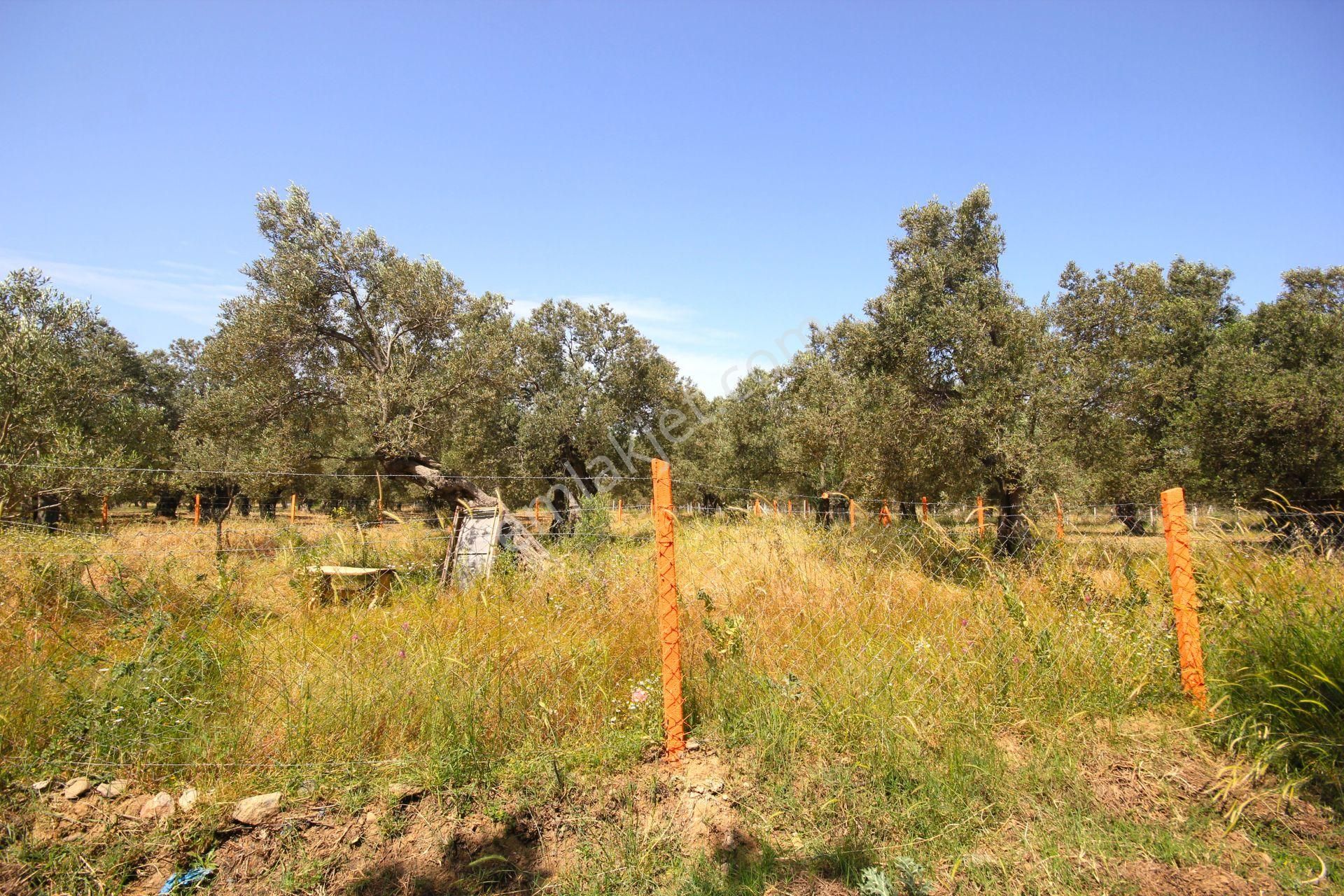 Aktif'ten Burhaniye Yunus Mahallesinde 993 M2 Verimli Satılık Zeytinlik - Görsel 23