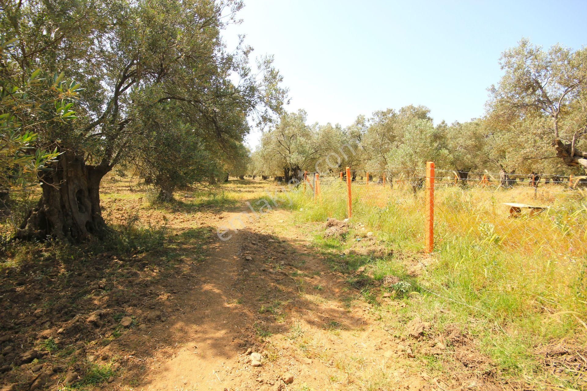 Aktif'ten Burhaniye Yunus Mahallesinde 993 M2 Verimli Satılık Zeytinlik - Görsel 26