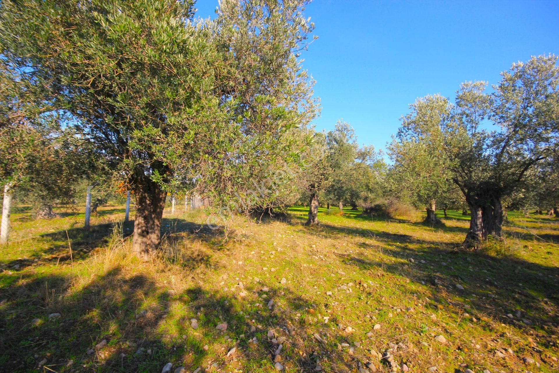 Aktif'ten Burhaniye Yunus Mahallesinde 993 M2 Verimli Satılık Zeytinlik - Görsel 33