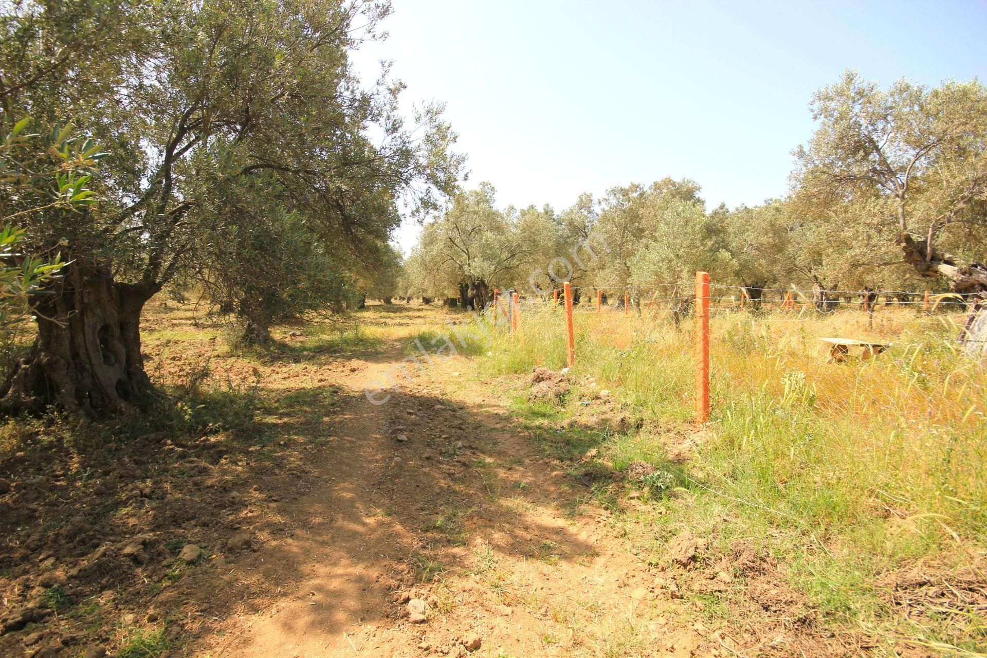 Aktif'ten Burhaniye Yunus Mahallesinde 993 M2 Verimli Satılık Zeytinlik - Görsel 25