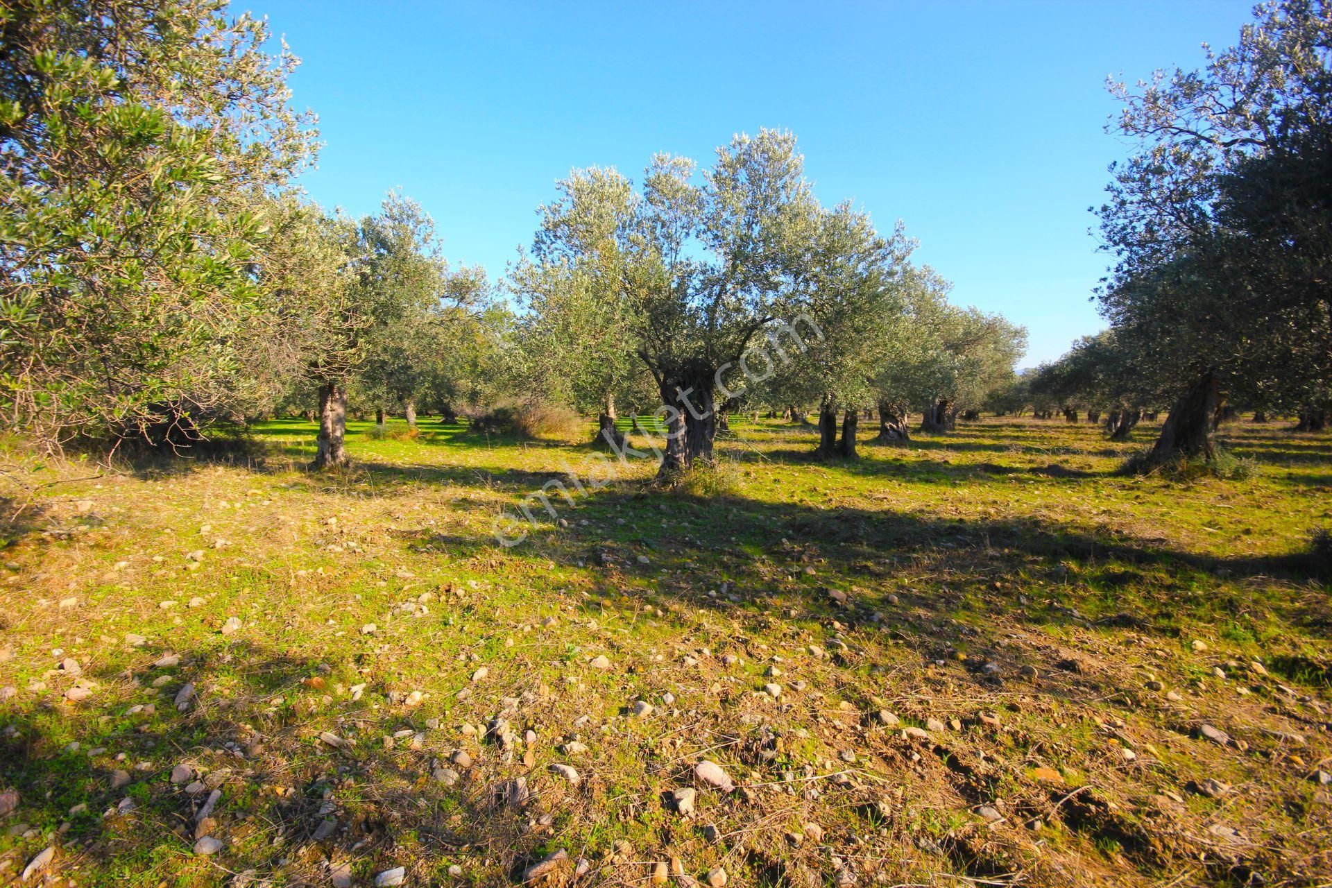 Aktif'ten Burhaniye Yunus Mahallesinde 993 M2 Verimli Satılık Zeytinlik - Görsel 11
