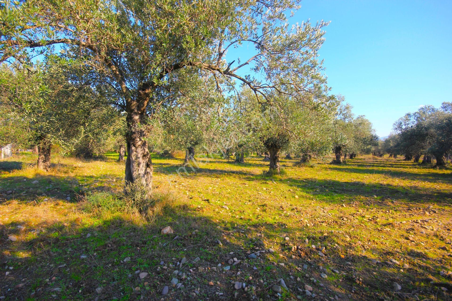 Aktif'ten Burhaniye Yunus Mahallesinde 993 M2 Verimli Satılık Zeytinlik - Görsel 2
